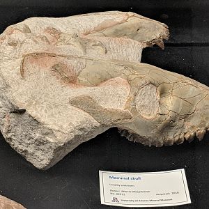 Oreodont skulls