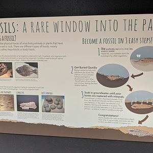 Signage - Fossils: A Rare Window into the Past