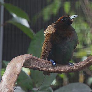 Golden-Winged Magnificent Bird of Paradise