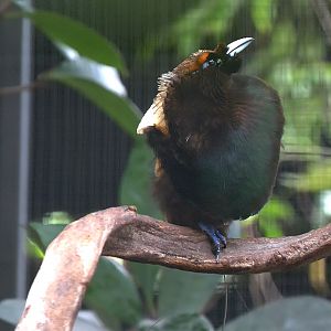 Golden-Winged Magnificent Bird of Paradise