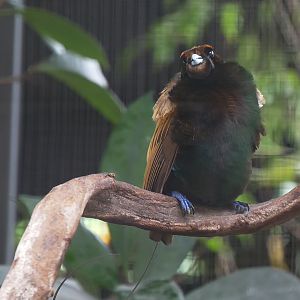 Golden-Winged Magnificent Bird of Paradise