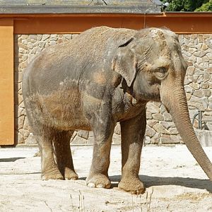 Asian Elephant