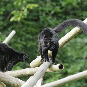 Black Lemur (Eulemur macaco)