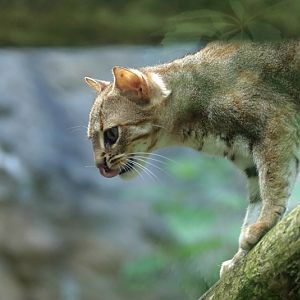 Rusty-spotted cat (Prionailurus rubiginosus)