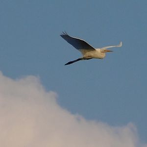 Great egret