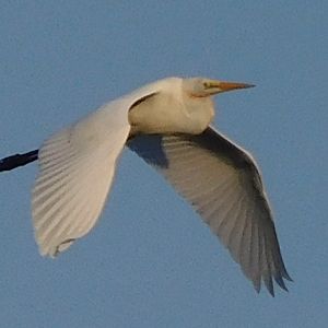 Great egret