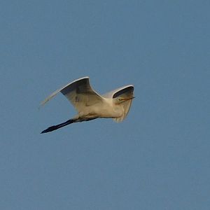 Great egret