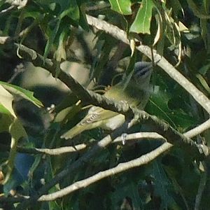 red eyed vireo