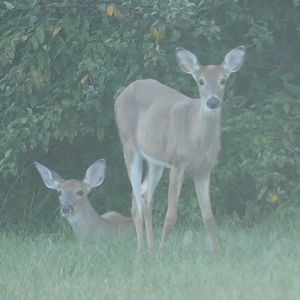 White tailed deer