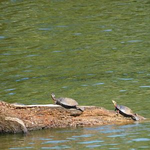Painted turtles