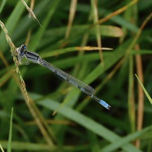 familiar bluet