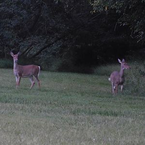 White tailed deer