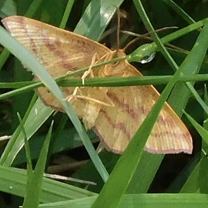 chickweed geometer Moth