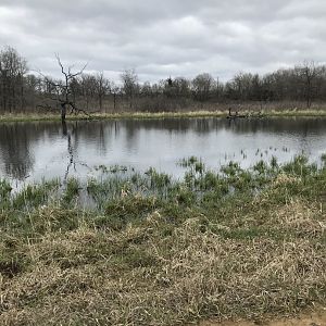 Minneopa State Park-American Plains Bison Exhibit