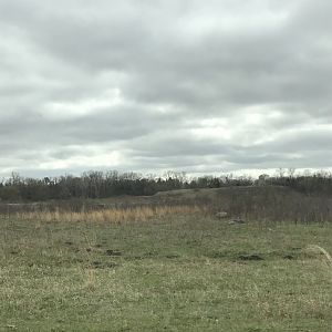 Minneopa State Park- American Plains Bison Exhibit