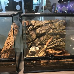 Giant Burrowing Cockroach? Terrarium