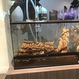 Bay Cave Cockroach Terrarium