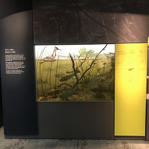 One Lake, Many Lives Display