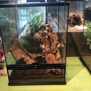 Giant Cave Cockroach Terrarium