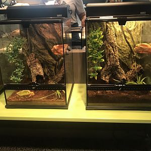 Side-by-Side Crested Gecko Terrariums