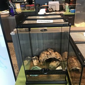 Flat Rock Scorpion Terrarium