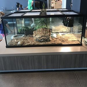 Common Box Turtle Terrarium