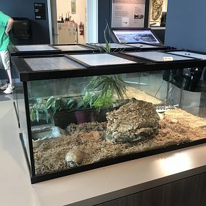 Common Box Turtle Terrariums