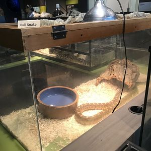 Bullsnake Terrarium