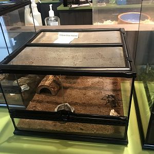 Chilean Rose-Haired Tarantula Terrarium