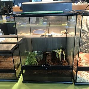 Mexican Red-Kneed Tarantula Terrarium