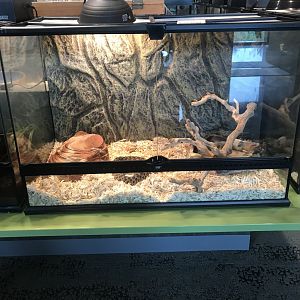 Western Hognose Snake Terrarium