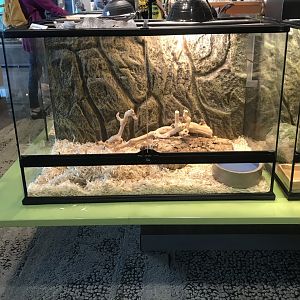 Pueblan Milksnake Terrarium