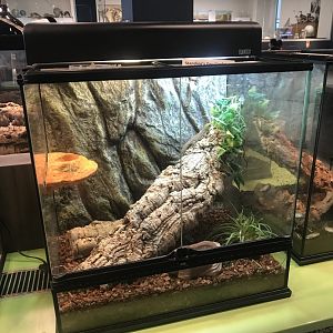 Standing’s Day Gecko Terrarium