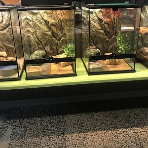 Side-by-Side Leopard Gecko Terrarium
