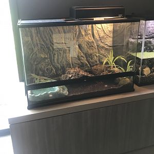 American Toad Terrarium