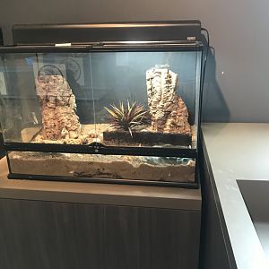 Hermit Crab Terrarium