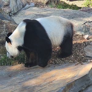 Giant Panda Wang Wang