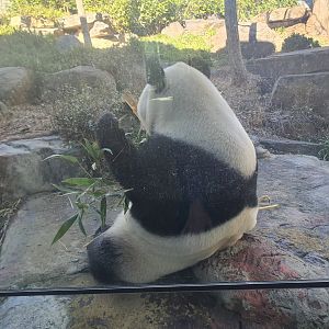 Giant Panda Funi