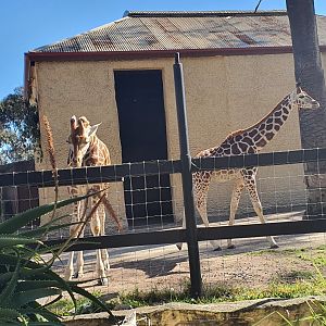 Giraffe Nolean and Azizi