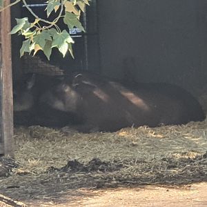 Brazilian tapirs