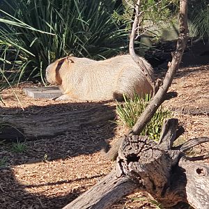 Capybara