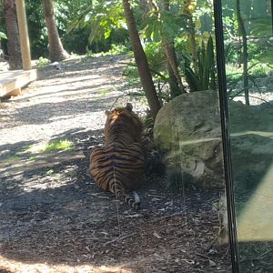 Sumatran Tiger Kembali