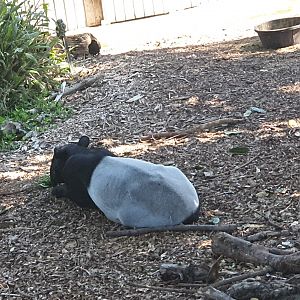 Malayan Tapir