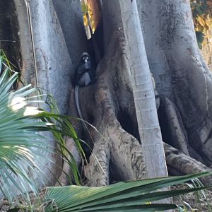 Dusky Langur