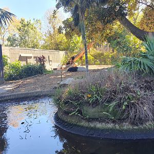 Malayan Tapir and Dusky Langur