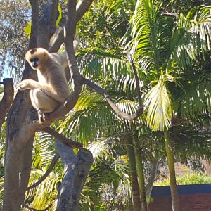 White Cheeked Gibbon viet