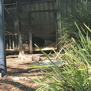 Mara and Brazilian tapir Arturo