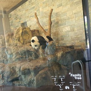 Giant Panda Wang Wang