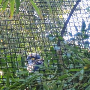 Hyacinth Macaw Cool Cat