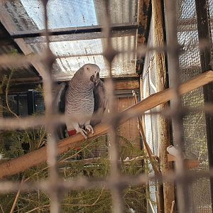 African grey parrot